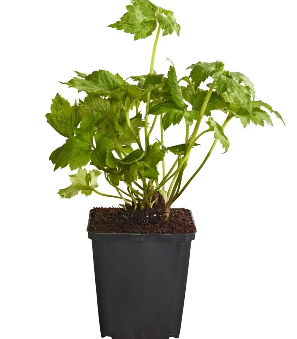Dehner Bio Sommerstauden|Bio Stauden - Bio Anemone hupehensis 'September Charme' Rosa