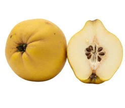 Dehner Bio Nüsse & Besondere Obstbäume|Bio-Obstbäume - Bio Apfelquitte 'Konstantinopler', Landlust Kollektion Gelb
