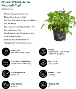 Dehner Bio Bio Asia Wildkräuter im Pottburri®-Topf Sale