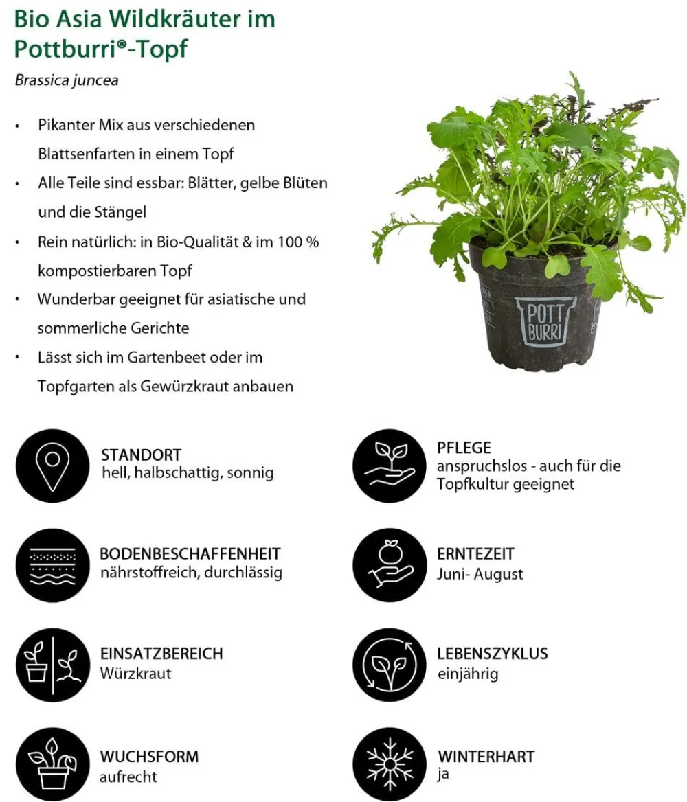 Dehner Bio Bio Asia Wildkräuter im Pottburri®-Topf Sale