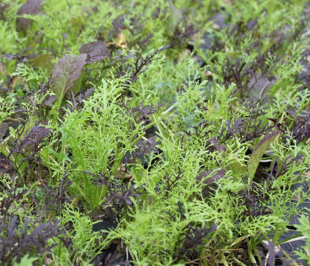 Dehner Bio Bio Asia Wildkräuter im Pottburri®-Topf Sale