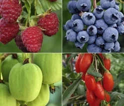 Dehner Bio Beeren-Sets|Bio-Obststräucher > Bio Beeren-Kiwi-Set Powerobst, 4-teilig