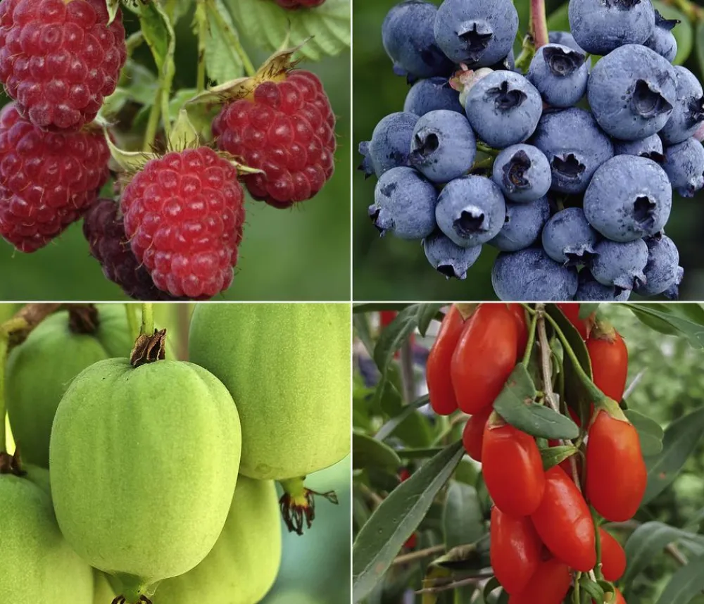 Dehner Bio Beeren-Sets|Bio-Obststräucher > Bio Beeren-Kiwi-Set Powerobst, 4-teilig