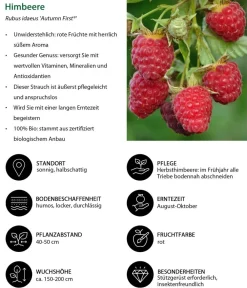 Dehner Bio Beeren-Sets|Bio-Obststräucher > Bio Beeren-Kiwi-Set Powerobst, 4-teilig