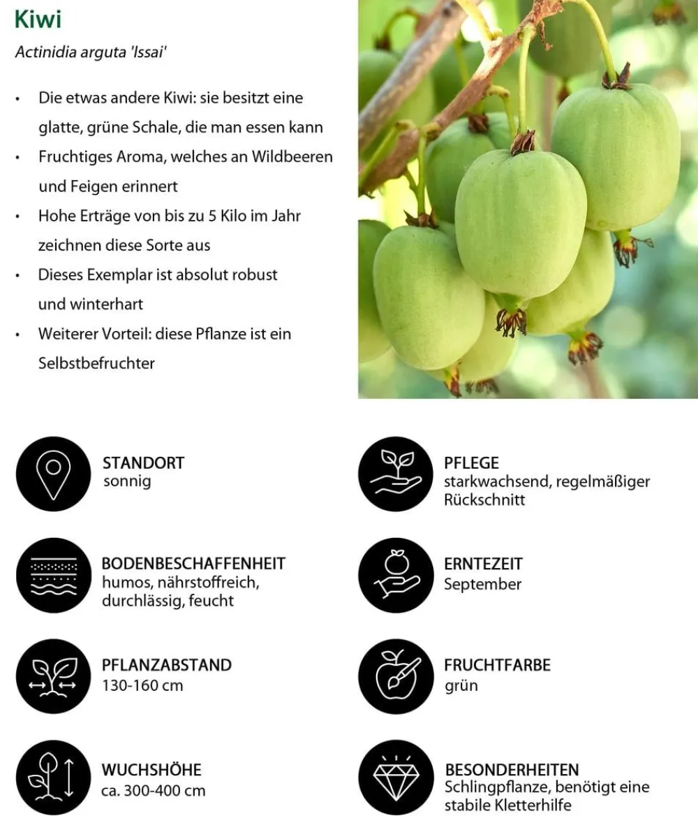 Dehner Bio Beeren-Sets|Bio-Obststräucher > Bio Beeren-Kiwi-Set Powerobst, 4-teilig