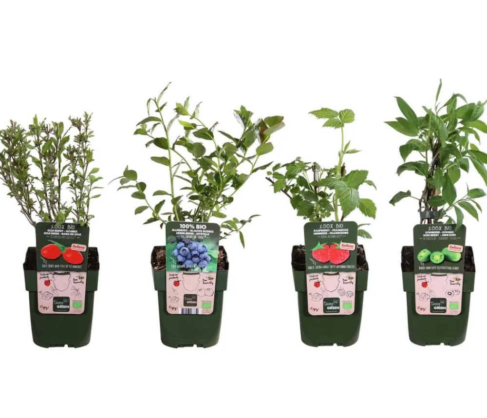 Dehner Bio Beeren-Sets|Bio-Obststräucher > Bio Beeren-Kiwi-Set Powerobst, 4-teilig