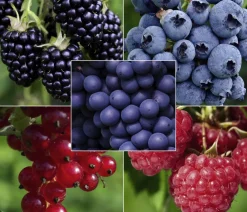 Dehner Bio Beeren-Sets|Bio-Obststräucher - Bio Beeren-Set Bunter Obstgarten, 5-teilig