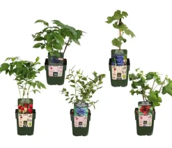 Dehner Bio Beeren-Sets|Bio-Obststräucher - Bio Beeren-Set Bunter Obstgarten, 5-teilig