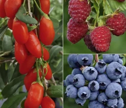 Dehner Bio Beeren-Sets|Bio-Obststräucher > Bio Beeren-Set Frühstücksobst, 3-teilig