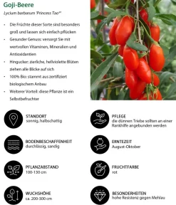 Dehner Bio Beeren-Sets|Bio-Obststräucher > Bio Beeren-Set Frühstücksobst, 3-teilig