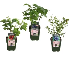 Dehner Bio Bio Beeren-Set Kleiner Obstgarten, 3-teilig Outlet