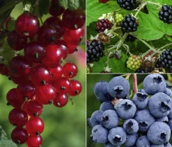 Dehner Bio Bio Beeren-Set Kleiner Obstgarten, 3-teilig Outlet