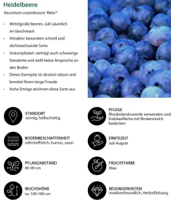 Dehner Bio Bio Beeren-Set Lieblingsobst, 4-teilig New