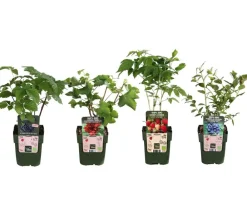 Dehner Bio Bio Beeren-Set Lieblingsobst, 4-teilig New