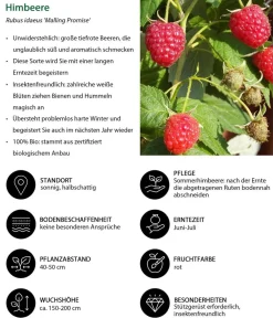 Dehner Bio Bio Beeren-Set Lieblingsobst, 4-teilig New