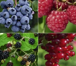 Dehner Bio Bio Beeren-Set Lieblingsobst, 4-teilig New