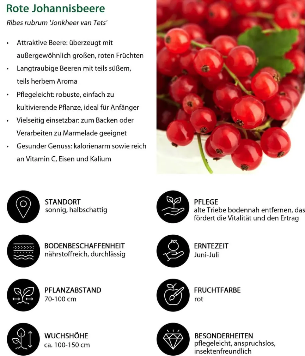 Dehner Bio Bio Beeren-Set Lieblingsobst, 4-teilig New
