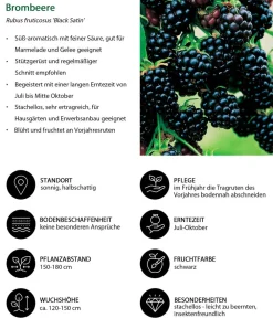 Dehner Bio Bio Beeren-Set Lieblingsobst, 4-teilig New