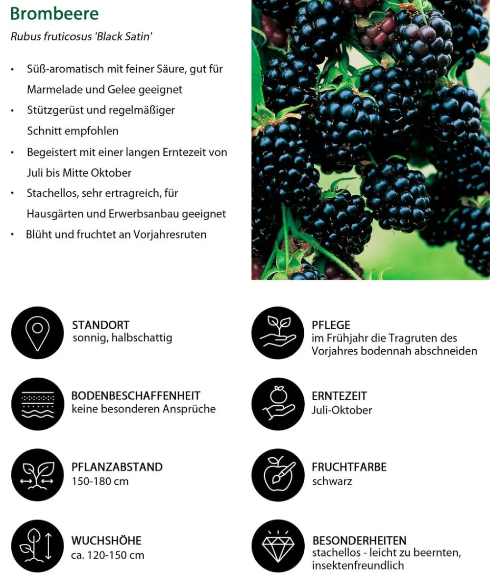 Dehner Bio Bio Beeren-Set Lieblingsobst, 4-teilig New