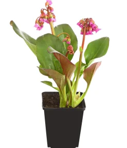 Dehner Bio Bio Bergenie 'Purpurea' Hot