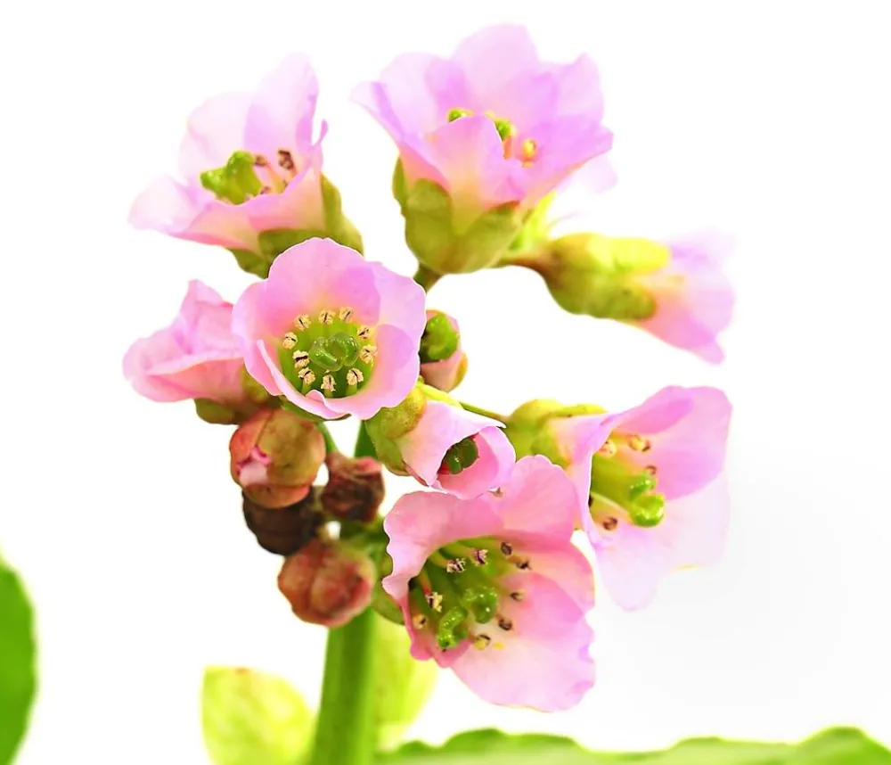 Dehner Bio Bio Bergenie 'Purpurea' Hot