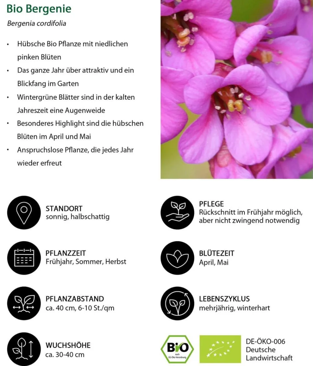 Dehner Bio Bio Bergenie 'Purpurea' Hot