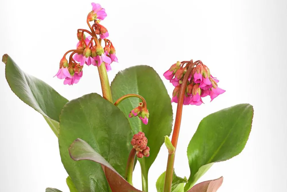 Dehner Bio Bio Bergenie 'Purpurea' Hot