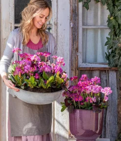 Dehner Bio Bio Bergenie 'Purpurea' Hot
