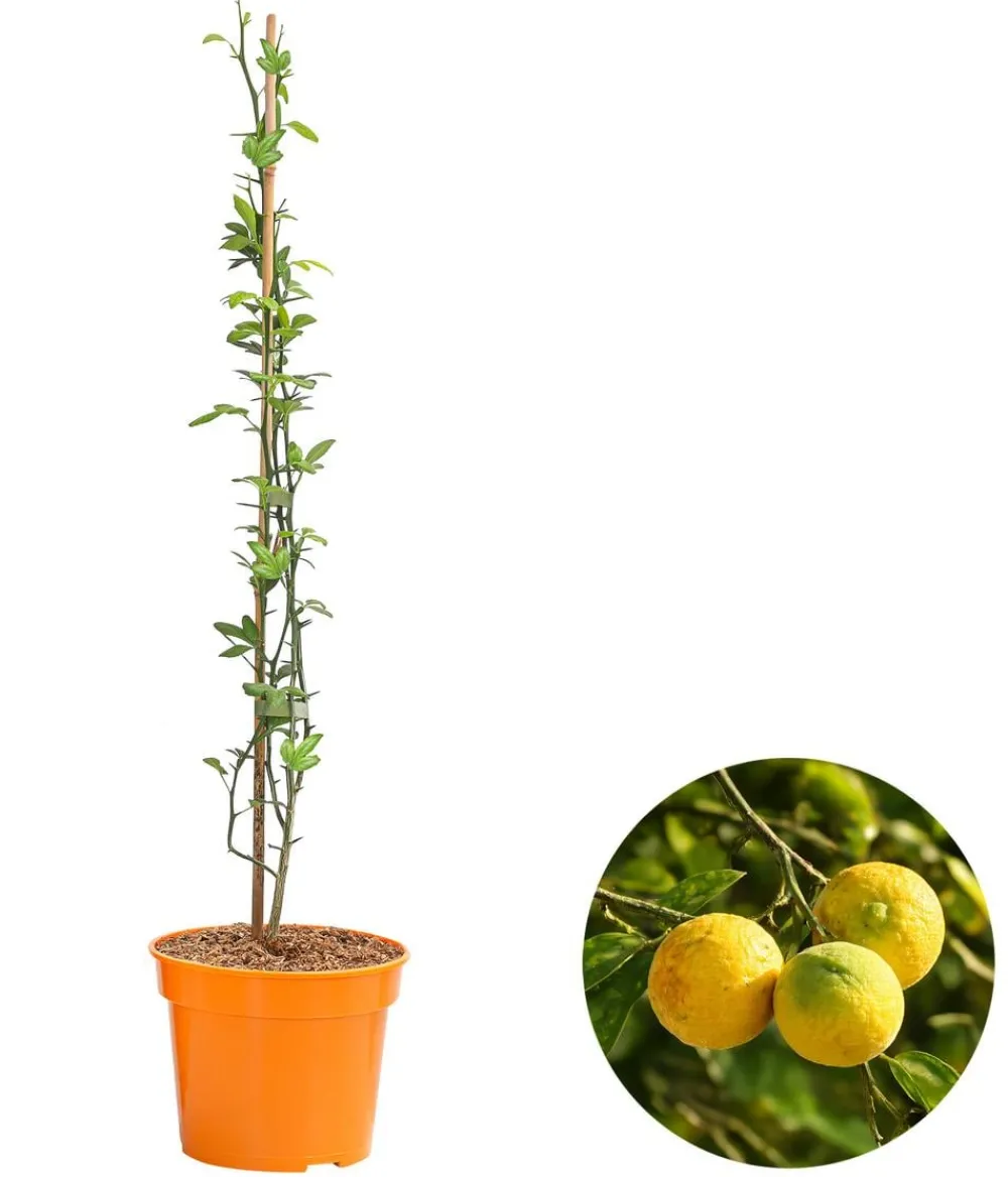 Dehner Bio Zitruspflanzen - Bio Bitter-