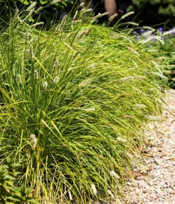 Dehner Bio Gräser|Bio Stauden > Bio Blaugras 'Greenlee Hybrid'