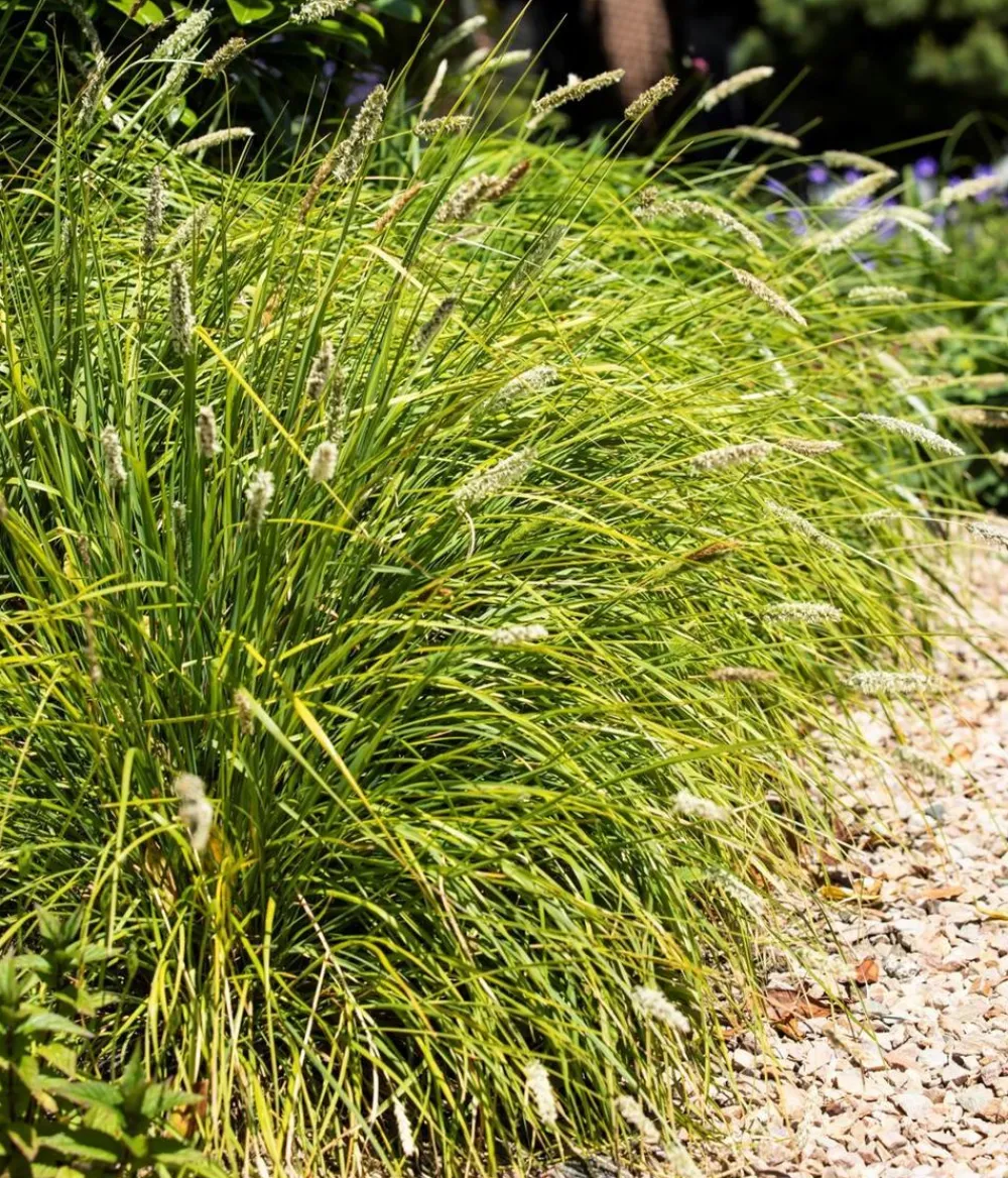 Dehner Bio Gräser|Bio Stauden > Bio Blaugras 'Greenlee Hybrid'
