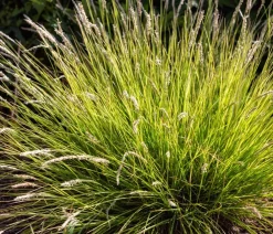 Dehner Bio Gräser|Bio Stauden > Bio Blaugras 'Greenlee Hybrid'
