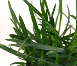 Dehner Bio Gräser|Bio Stauden > Bio Blaugras 'Greenlee Hybrid'