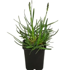 Dehner Bio Gräser|Bio Stauden > Bio Blaugras 'Greenlee Hybrid'