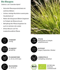 Dehner Bio Gräser|Bio Stauden > Bio Blaugras 'Greenlee Hybrid'