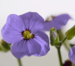 Dehner Bio Steingartenstauden|Bio Stauden > Bio kissen,
