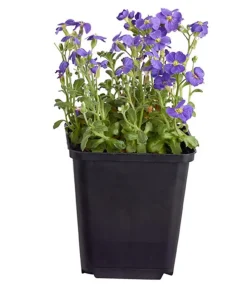 Dehner Bio Steingartenstauden|Bio Stauden > Bio kissen,