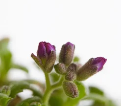 Dehner Bio Steingartenstauden|Bio Stauden > Bio Blaukissen, rot