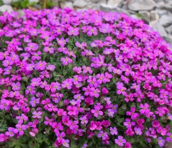 Dehner Bio Steingartenstauden|Bio Stauden > Bio Blaukissen, rot