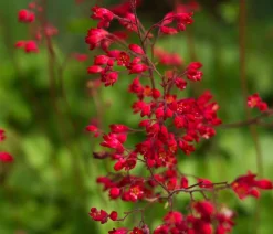Dehner Bio Bio Blut-Purpurglöckchen Clearance