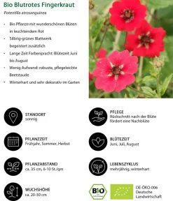 Dehner Bio Bio Blutes Fingerkraut