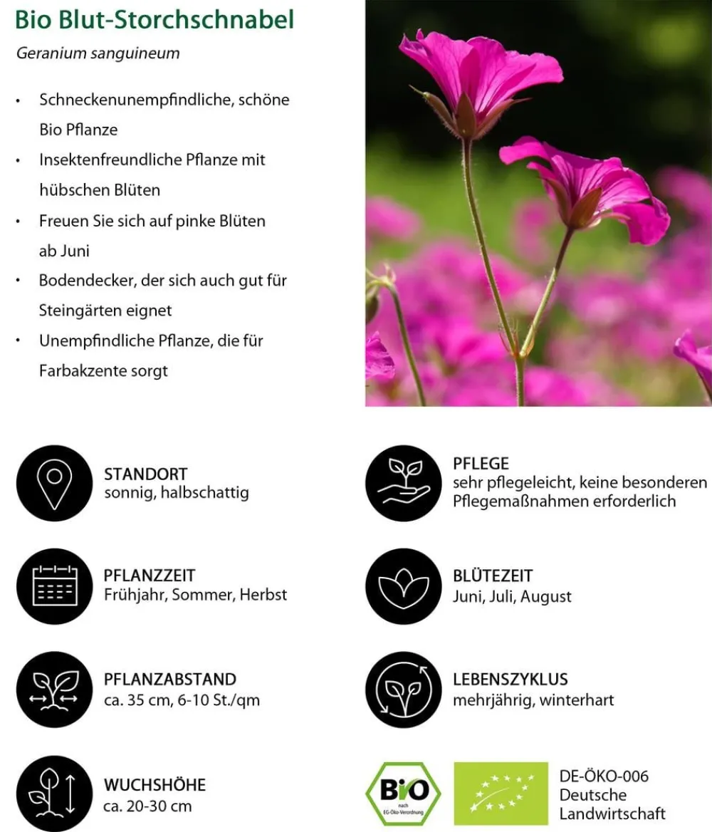 Dehner Bio Steingartenstauden|Bio Stauden > Bio Blut-Storchschnabel
