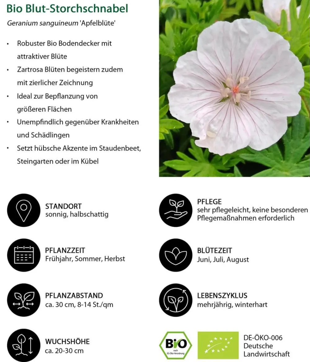 Dehner Bio Bodendecker & Efeu|Bio Stauden - Bio Blut-Storchschnabel 'Apfelblüte' Zartrosa