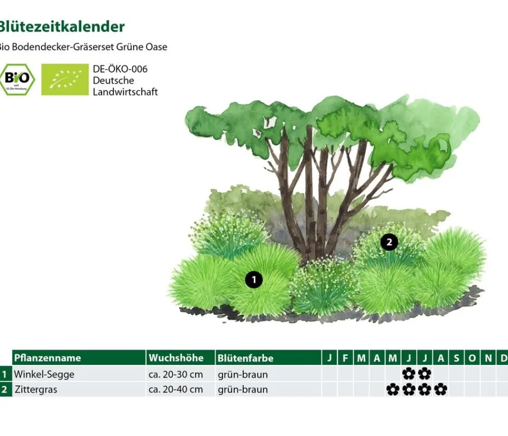 Dehner Bio Bodendecker & Efeu|Gräser > Bio Bodendecker Gräser-Set e Oase, 9-teilig