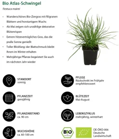 Dehner Bio Bio Bodendecker Gräser-Set Sonnengarten, 9-teilig Outlet