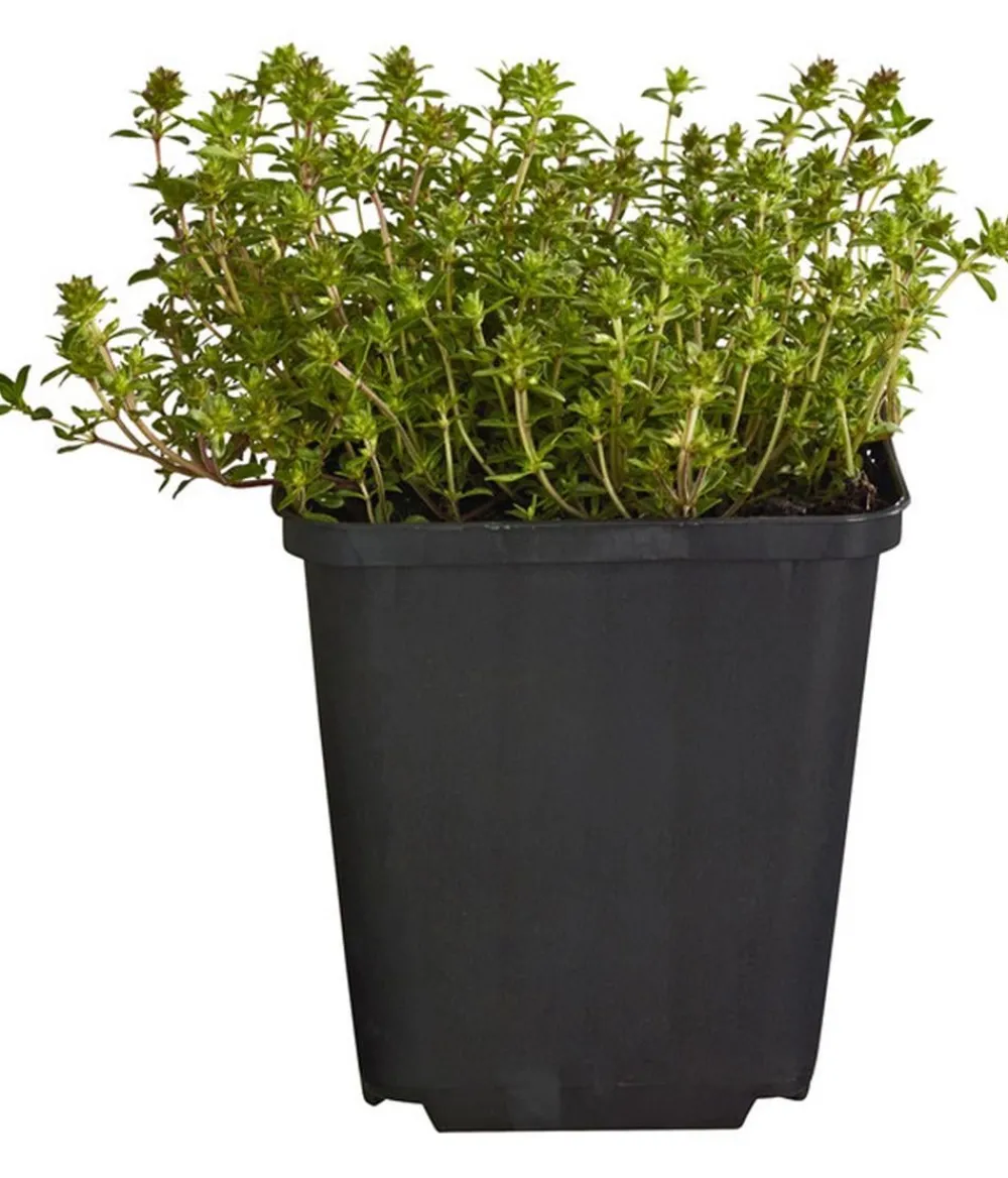 Dehner Bio Grabschmuck & Grabgestaltung|Bodendecker & Efeu - Bio Bodendecker-Thymian
