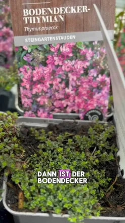 Dehner Bio Grabschmuck & Grabgestaltung|Bodendecker & Efeu - Bio Bodendecker-Thymian
