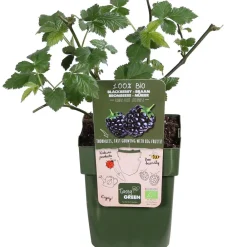 Dehner Bio Himbeeren & Brombeeren|Bio-Obststräucher > Bio Brombeere 'Loch Ness'