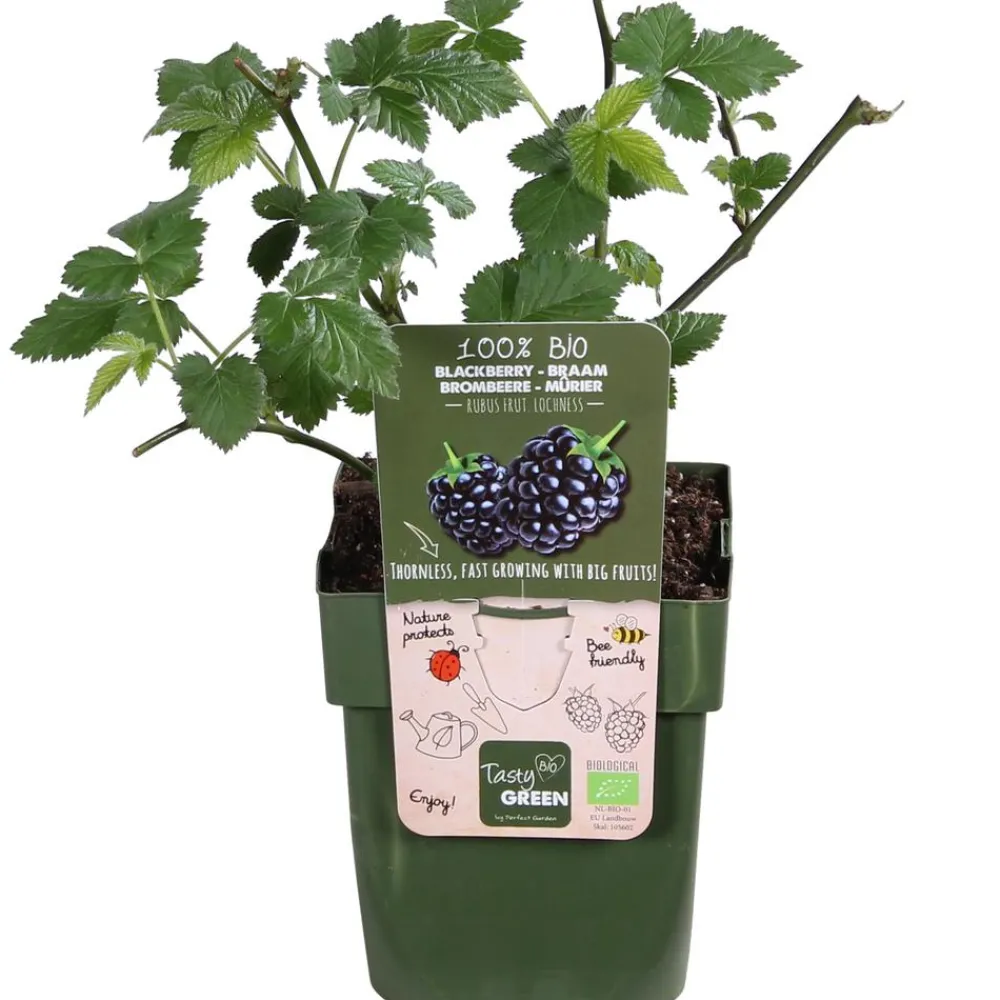 Dehner Bio Himbeeren & Brombeeren|Bio-Obststräucher > Bio Brombeere 'Loch Ness'