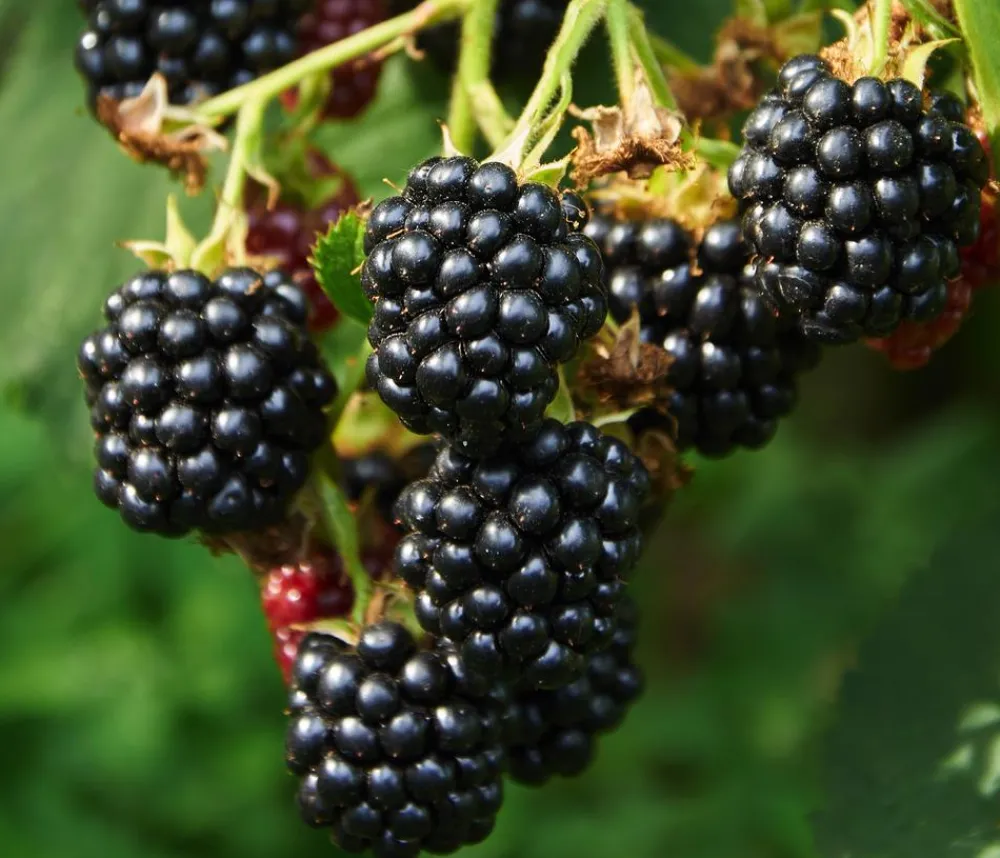 Dehner Bio Himbeeren & Brombeeren|Bio-Obststräucher > Bio Brombeere 'Loch Ness'